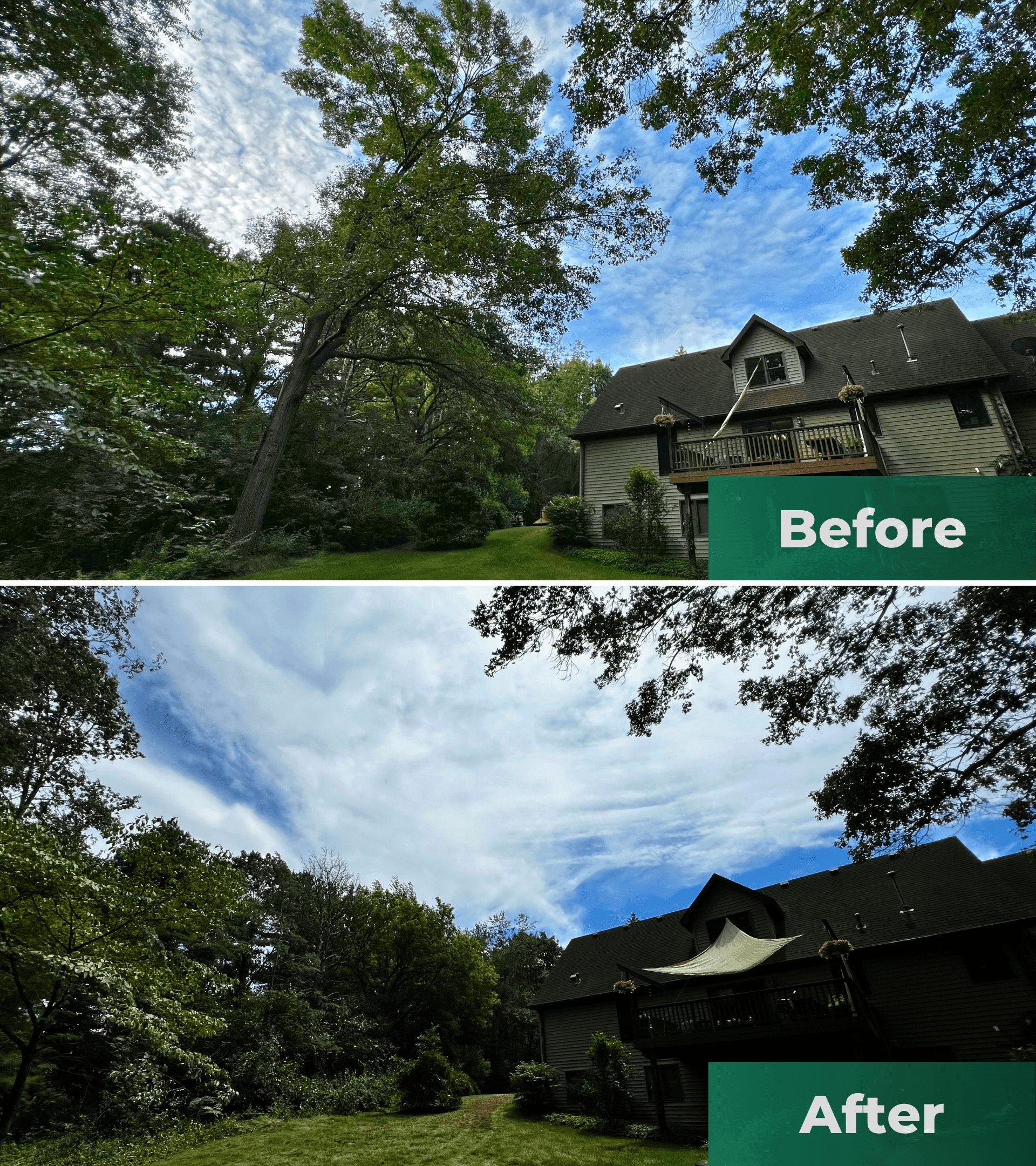 Before and after: Big Tree Removal