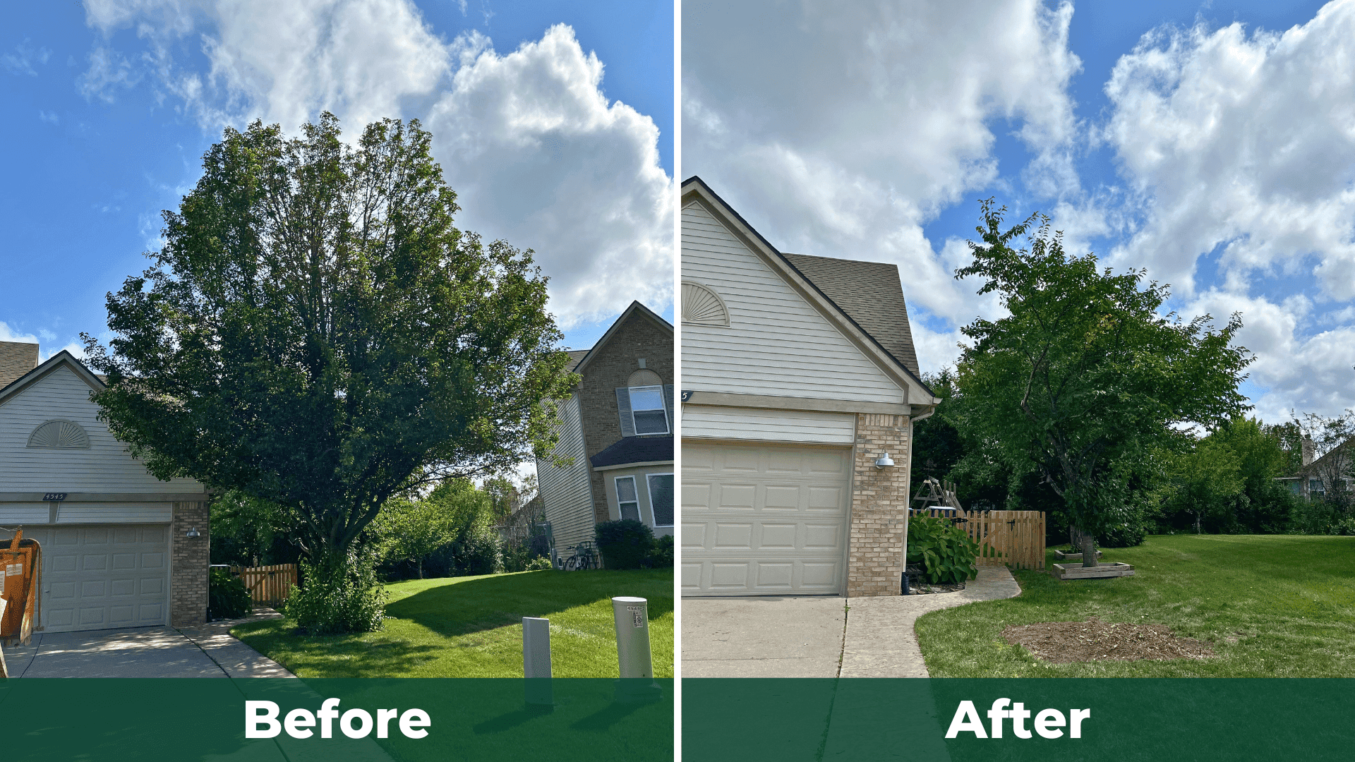 Before and after: Small Tree Removal