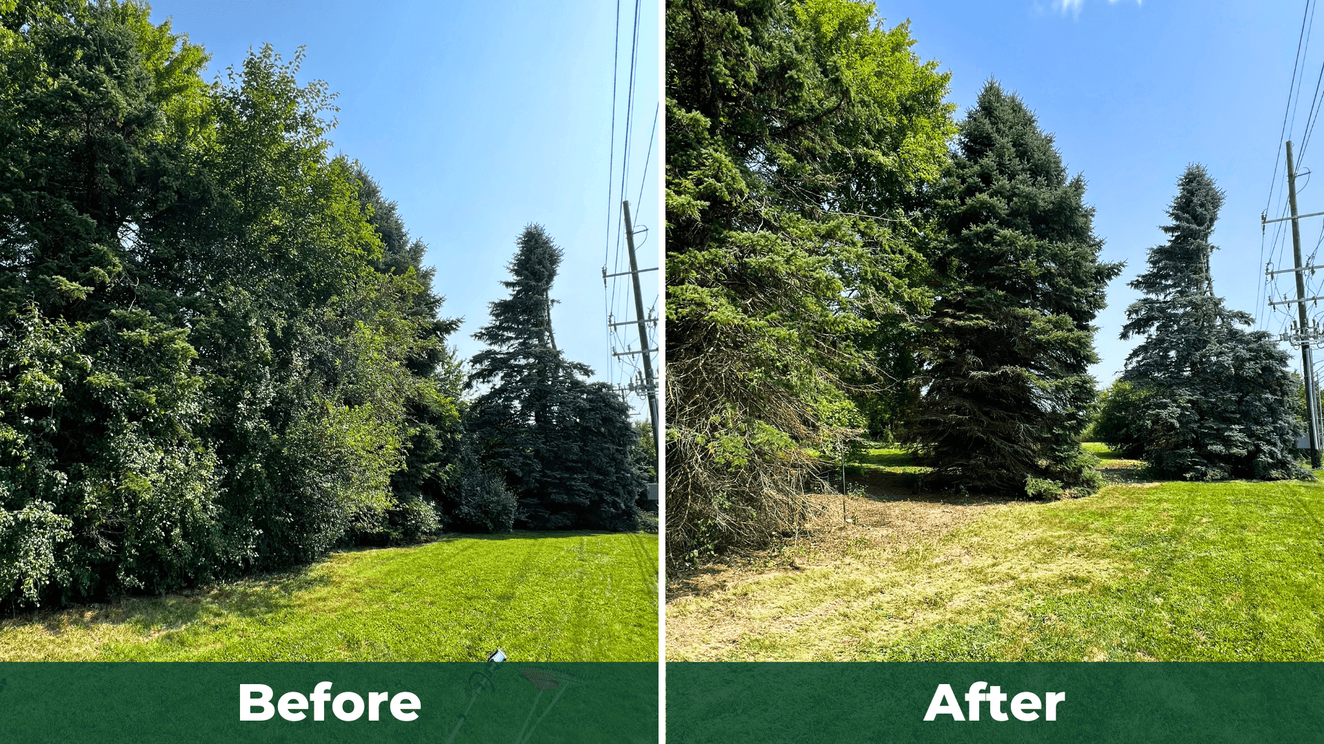 Before and after: Large Overgrowth Trimming