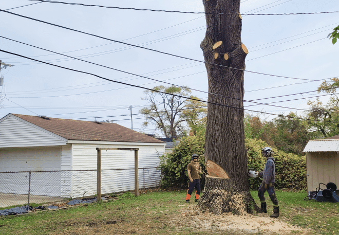 Tree Removal