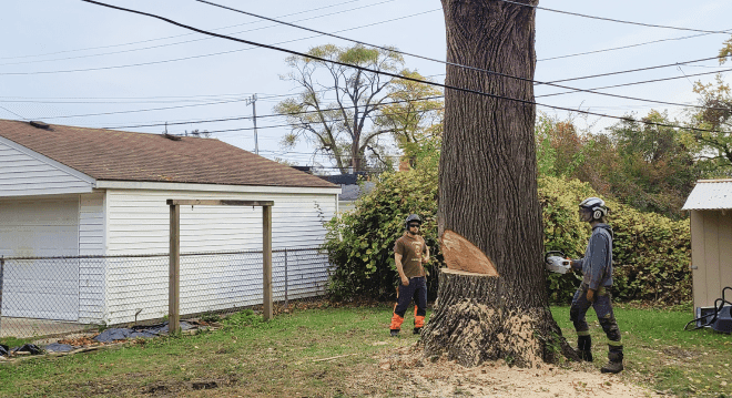 Tree Removal