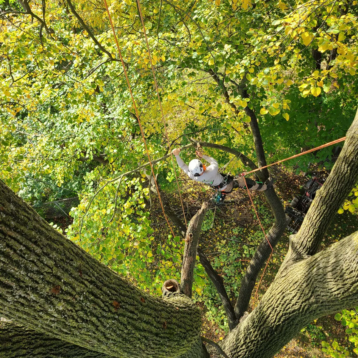 Tree care work in action
