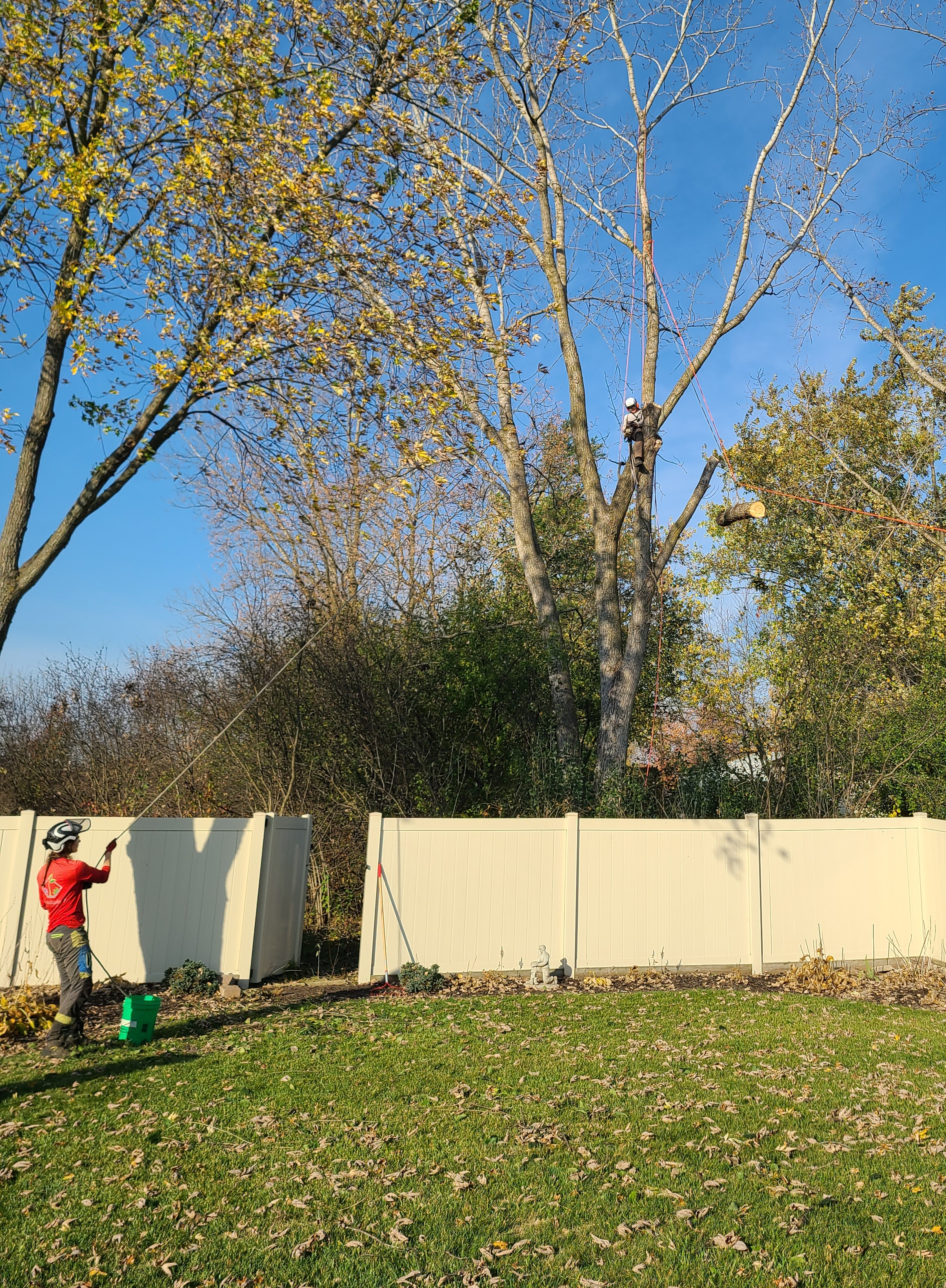 Cutting Down Trees on Property Lines | Legal Guide & Best Practices