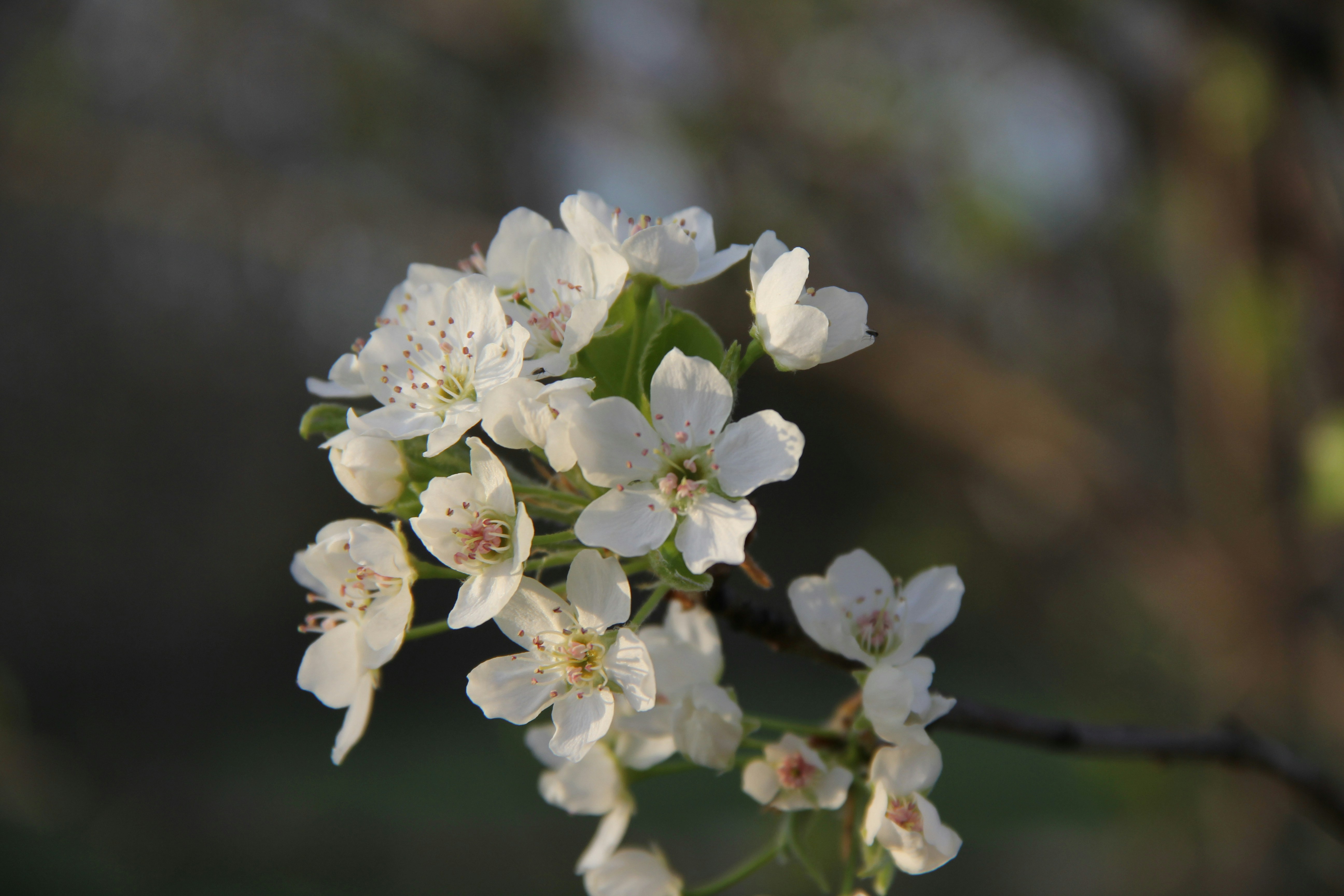 What’s The Deal With Bradford Pears?