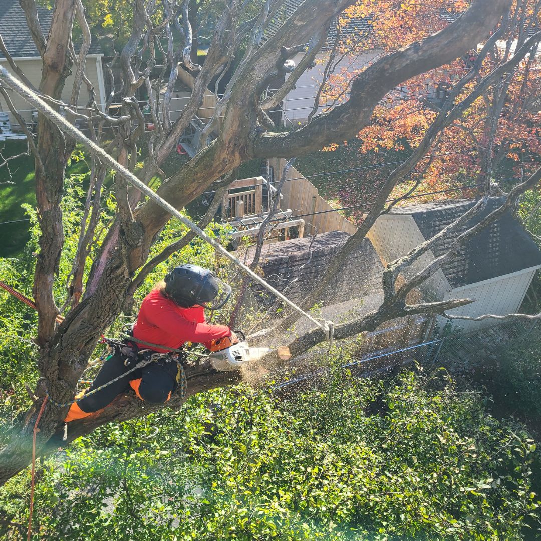 When Is the Best Time to Prune a Tree? 